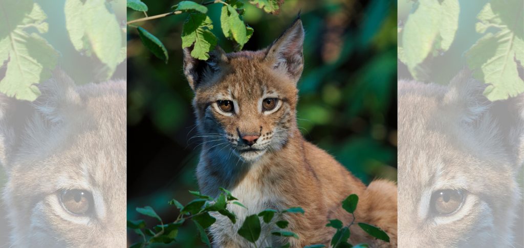 Eurasian_lynx_Christoph-Anton-Mitterer-fin_Web | Good Nature Travel Blog