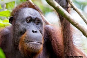 Bornean Orangutan