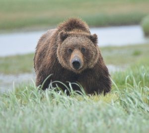 Brown bear stare