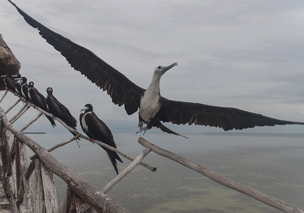 Frigatebird in Mexico