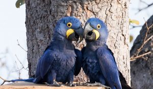 Wild parrots in the Brazilian Pantanal