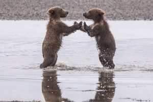 Grizzly bear cubs playing pattycake