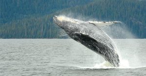 Whale breaching in BC