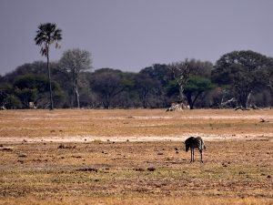 Zebra in Hwange National Park