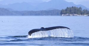 Whale fluke in BC