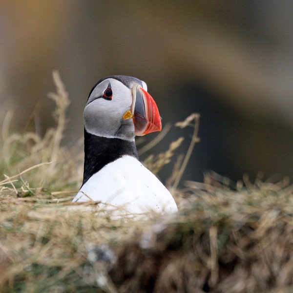 Icelandic Puffin