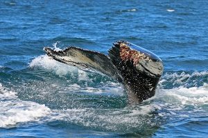 Whale watching in Iceland