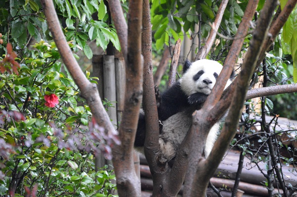 Traveler Story: China Panda Adventure