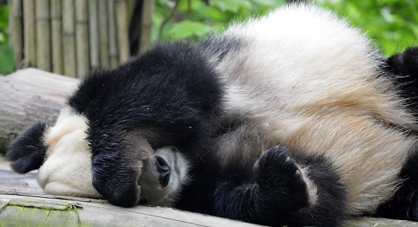 Dai Li, a 3-legged panda rescued from the wild, at Chengdu Field Research Centre for Giant Pandas - Dujiangyan Panda Research Base