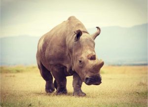 Sudan, the world's last male northern white rhino
