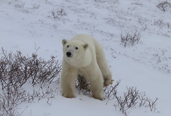 Polar bear in the snow