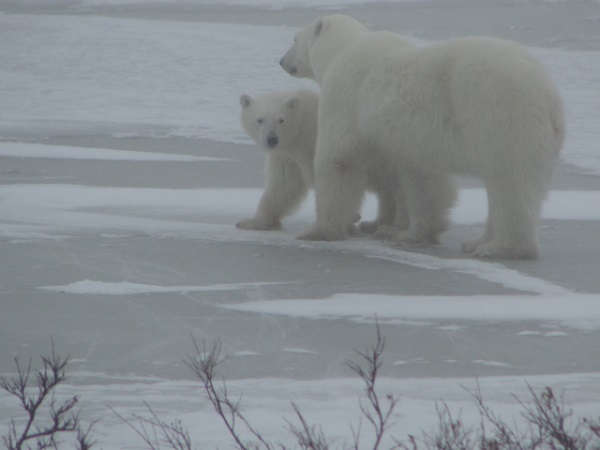 Polar bear cub and mother in Churchill