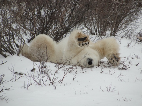 Traveler Story: Classic Polar Bear Adventure