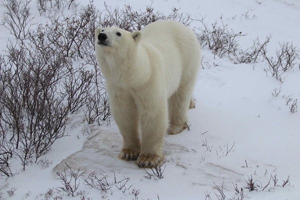 Wild polar bear near Churchill, Manitoba