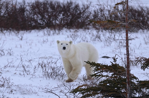 Female polar bear on the Churchill tundra