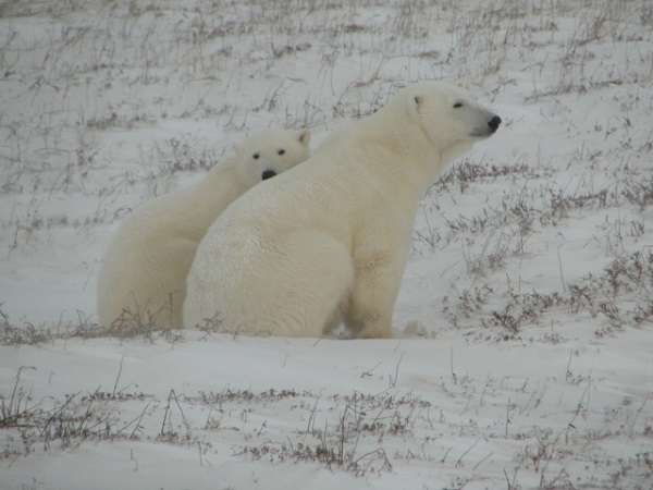 Polar bear mother and cub in Churchill