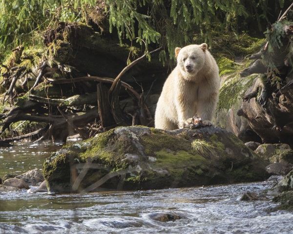 Traveler Story: Emotional Depth on a BC Nature Adventure