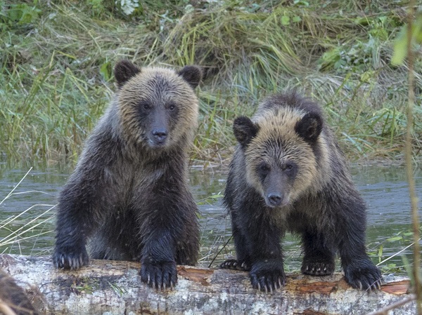 Grizzly bear cubs in BC