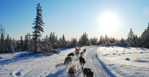 Greenland sled dog ride