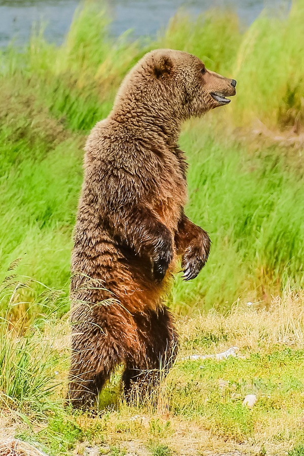 Brown bear standing at Brooks Falls, Alaska