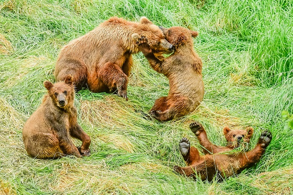 Grizzly bear cubs and mother at Brooks Falls, Alaska