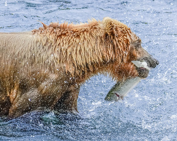 Brown bear catching salmon at Brooks Falls, AK