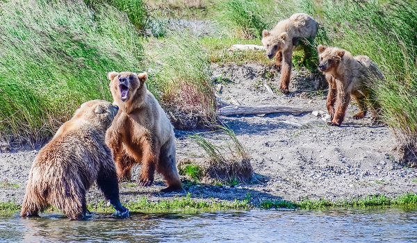 Bears sparring at Brooks Falls, Alaska