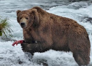 Grizzly bear catching salmon at Brooks Falls, Alaska