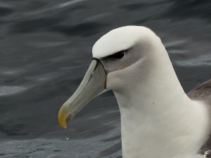Gull in New Zealand