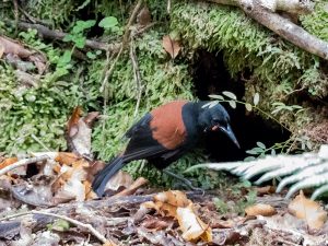 New Zealand bird