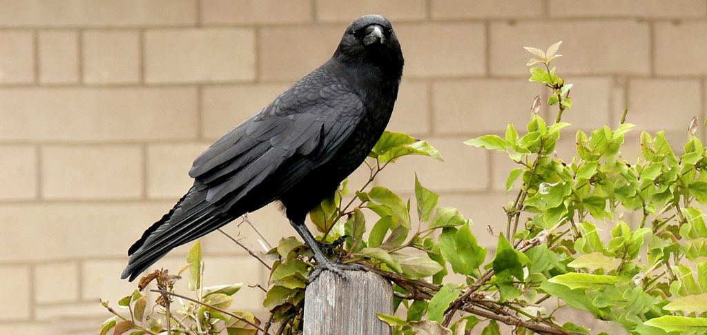 Crow_LindaTanner_flickrCROP_Web Good Nature Travel Blog