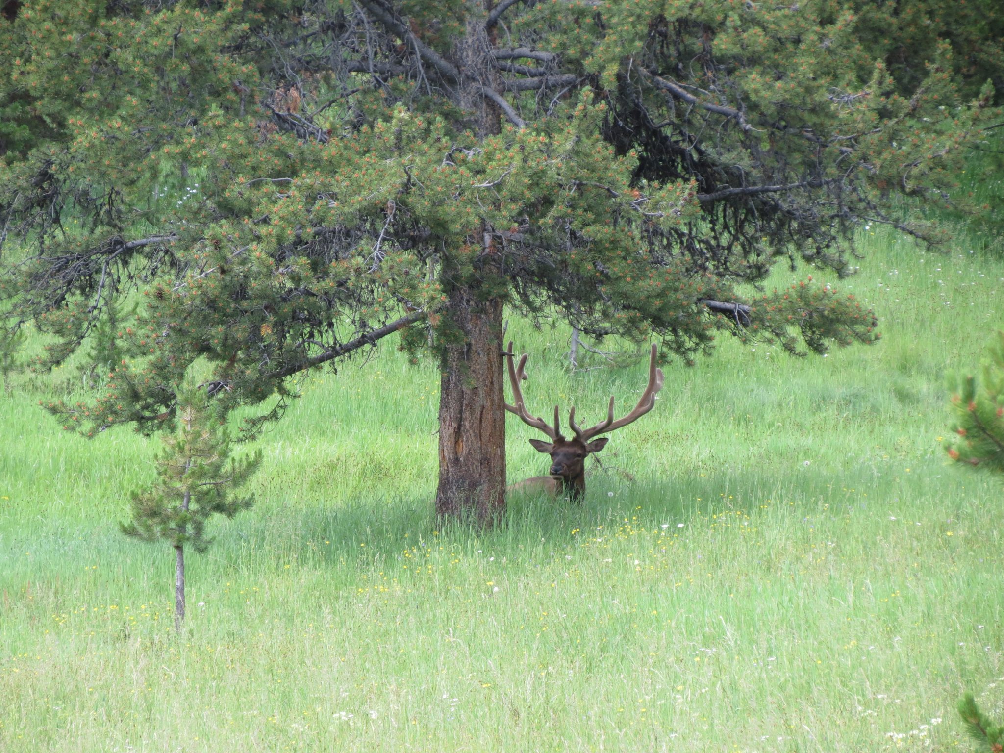 Male elk near Yellowstone Lake Good Nature Travel Blog