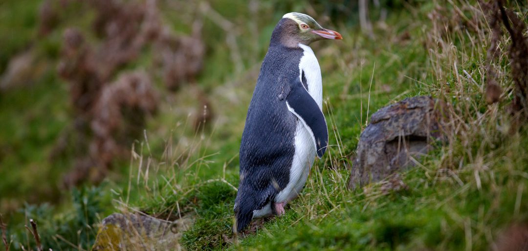 Yellow Eyed Penguin_Dunedin NZ_flickr_CROP_Web | Good Nature Travel Blog