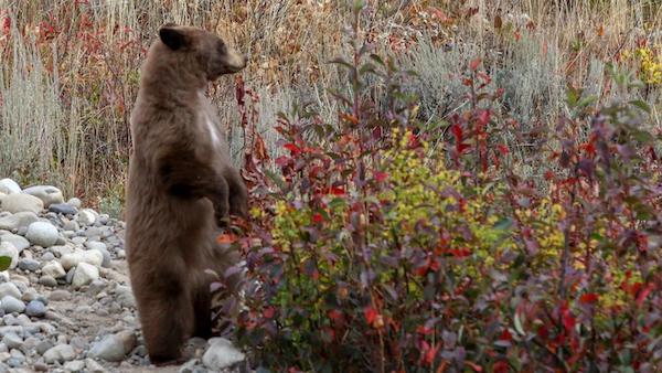 Black bear eating berries 