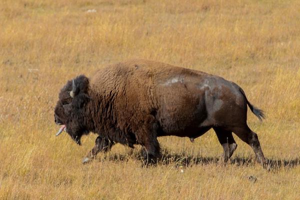 Bison rutting