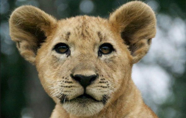 Lion cub in Zimbabwe.