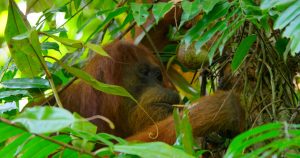 Orangutan using stick tool to winkle out ants from a tree hole.