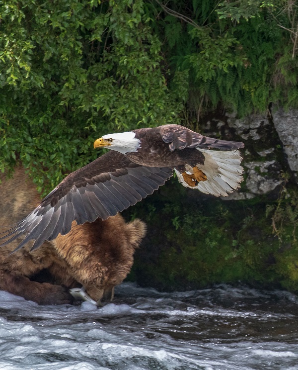 Bald eagle in Alaska