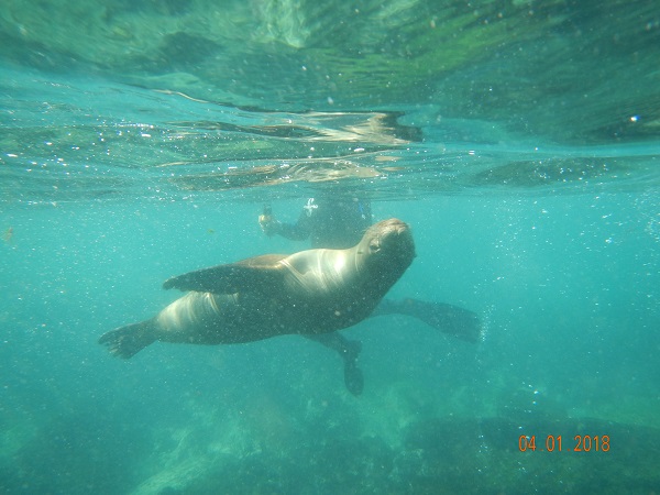 Swimming with Galapagos sea lions