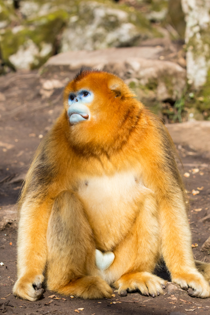 Golden monkey in China.