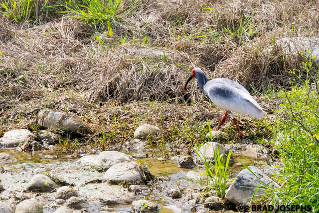 nipponia nippon) crested ibis, shaanxi china. wild crested ibis viewing in china