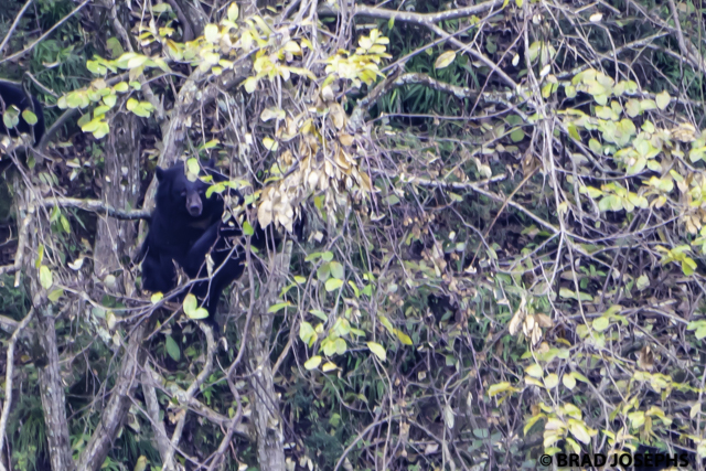 Moon bear in the forest in China.