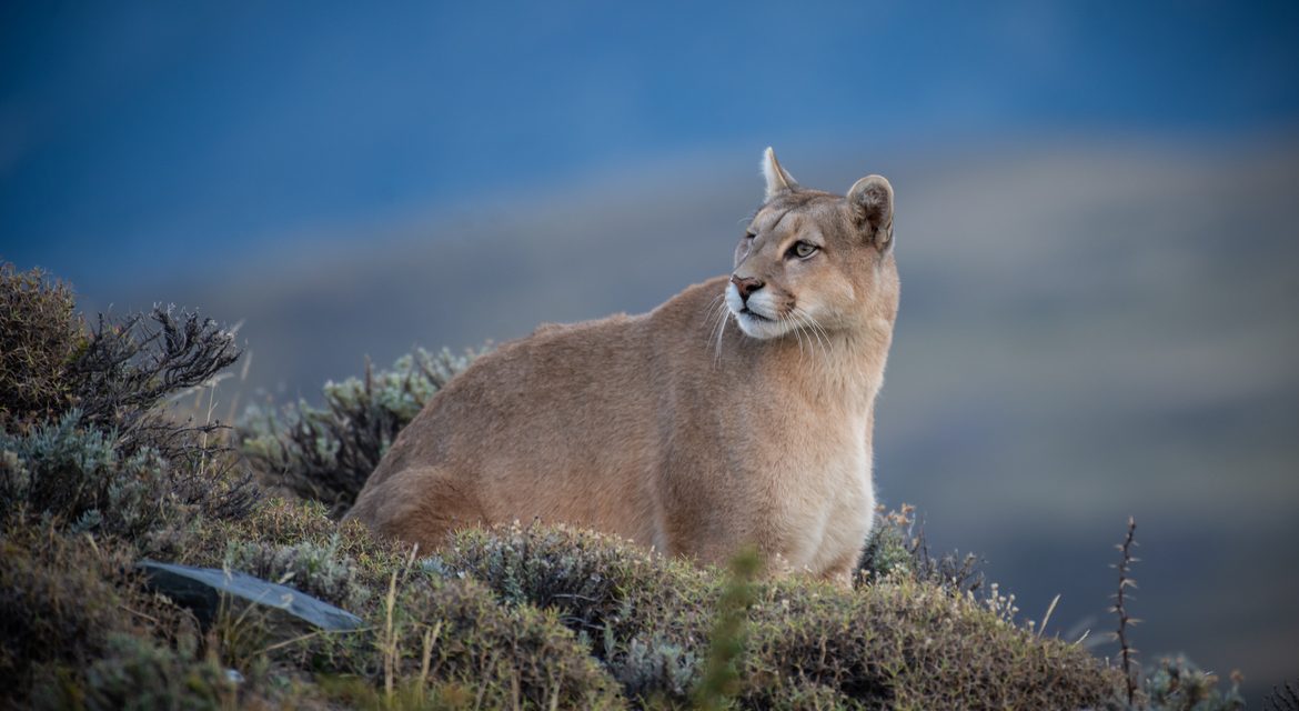 Wildlife of Patagonia: Pumas, Condors and More