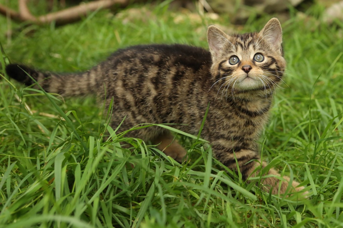 Scottish wildcat kittens at the Aigas Field Center in Scotland.