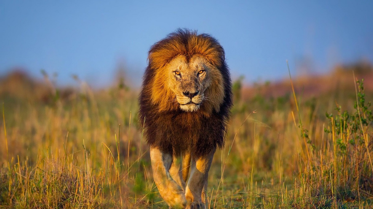 What Are The Big Five And Where Can I See Them 