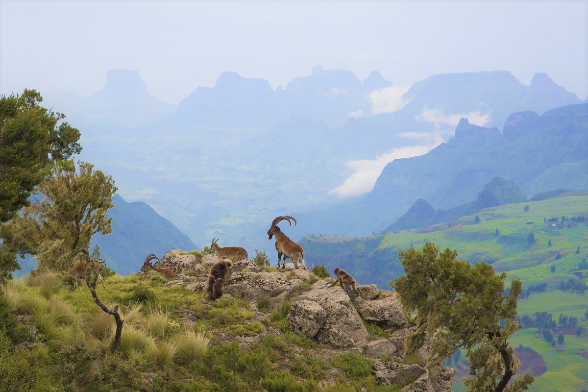Geladas and walia ibex in the Simien Mountains of Ethiopia.