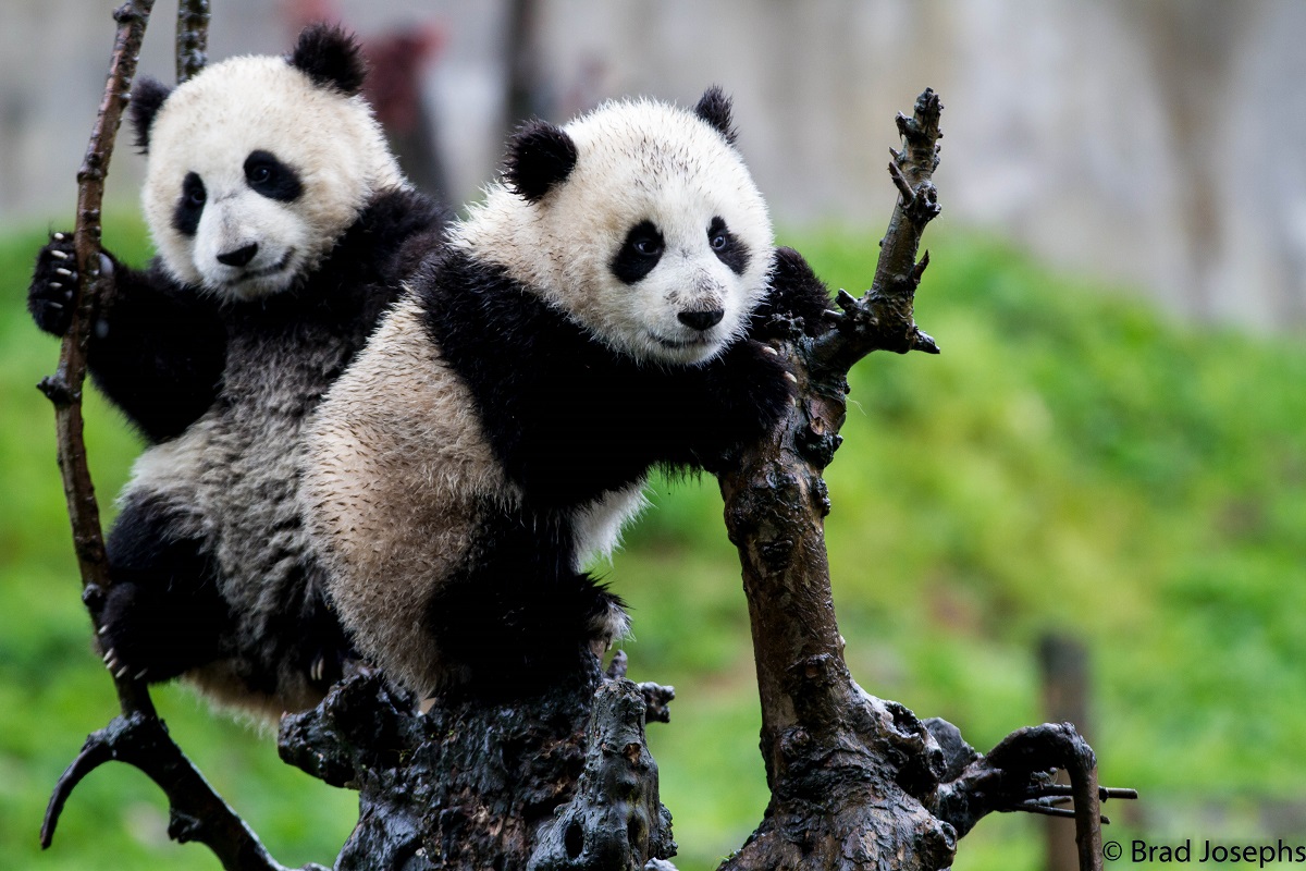 Baby pandas in China. 