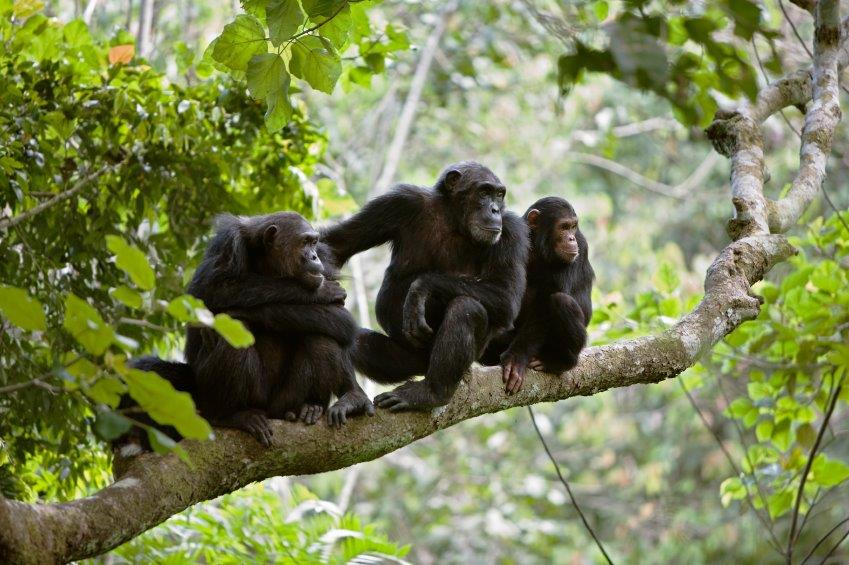 Chimpanzee family in Africa.