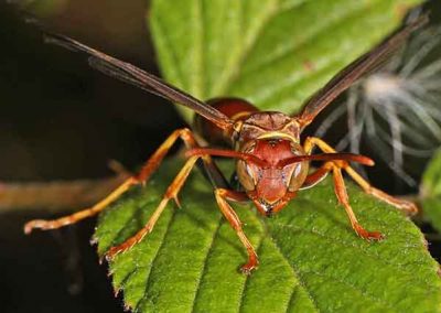 Paper Wasp 1_Judy Gallagher_flickr fin_Web Good Nature Travel Blog