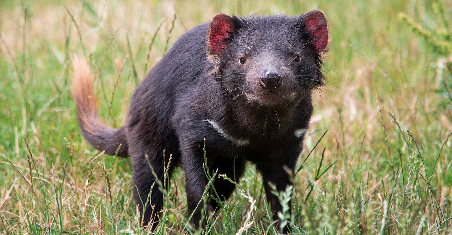 Wild Tasmanian devil in Australia